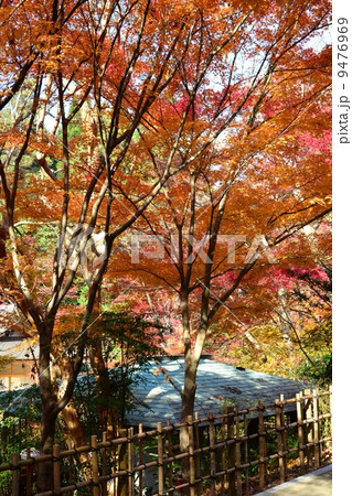 秋の東山植物園 秋の東山植物園 9476969
