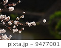 桜 9477001