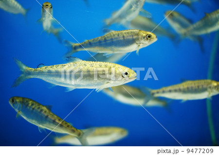 サケの稚魚 サケの稚魚 9477209