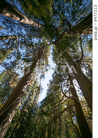 ヨセミテ国立公園 ヨセミテ国立公園 9477213