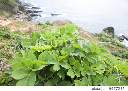 ボタンボウフウ ボタンボウフウ 9477235