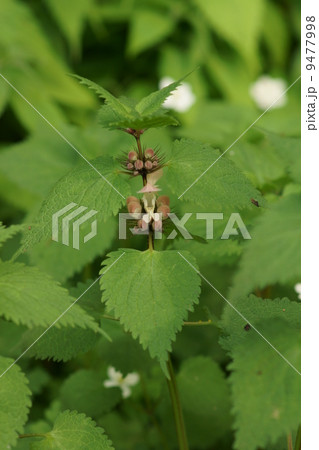 踊子草オドリコソウ　踊り子が準備を始めました。 9477998