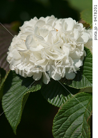 大手毬オオデマリ 紫陽花より一足先に咲いてます の写真素材