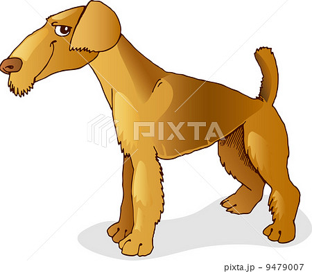 Airedale terrier dog 9479007