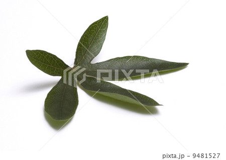 passiflora leaf 9481527