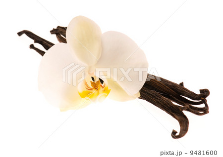 Vanilla pods and flower 9481600