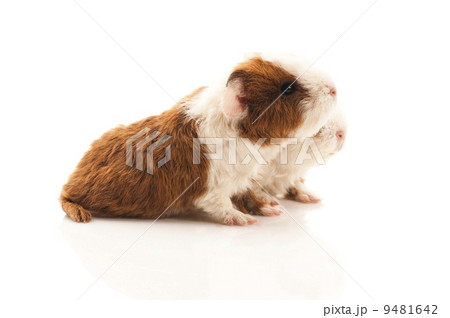 baby guinea pig baby guinea pig 9481642