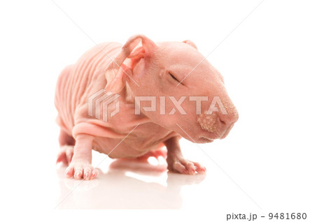 skinny guinea pig 9481680