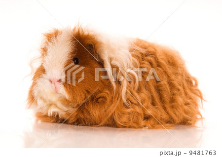 long hair guinea pig long hair guinea pig 9481763