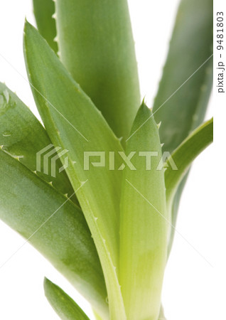 Aloe vera - herbal medicine Aloe vera - herbal medicine 9481803