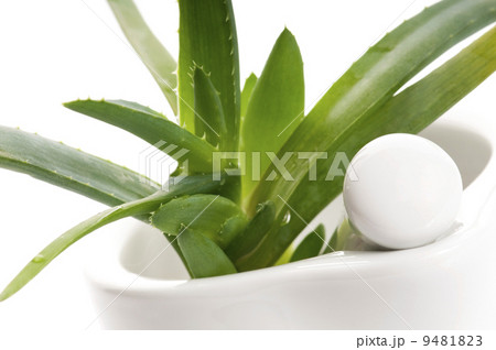 Aloe vera - herbal medicine 9481823