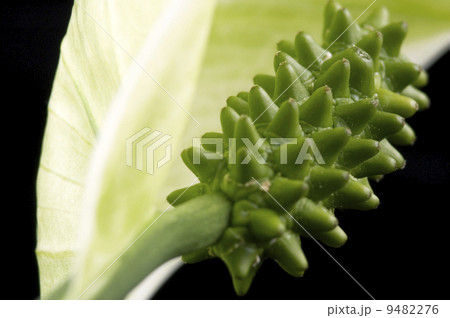 white and green. flower 9482276