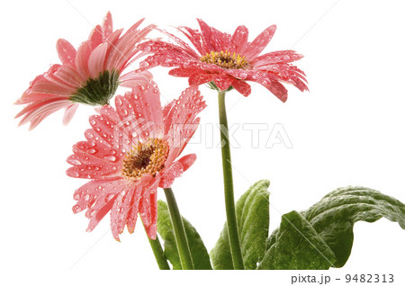 spring flowers spring flowers 9482313