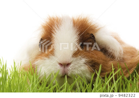 guinea pig isolated on the white background 9482322