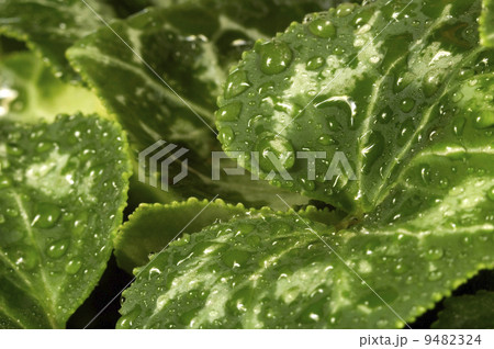 leaves and water 9482324
