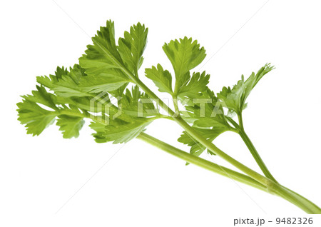 fresh herbs. parsley fresh herbs. parsley 9482326