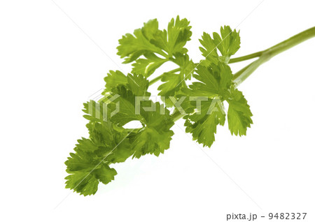 fresh herbs. parsley 9482327