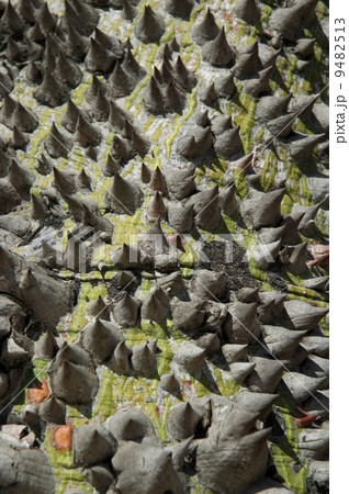 ceiba tree - macro ceiba tree - macro 9482513