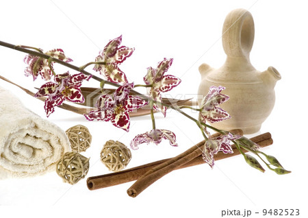 oriental orchid oriental orchid 9482523