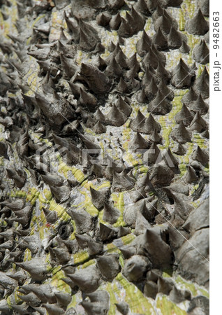 ceiba tree - macro ceiba tree - macro 9482663