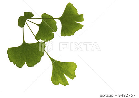 ginkgo biloba 9482757