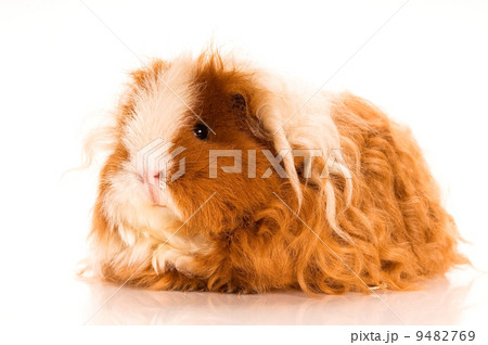 long hair guinea pig 9482769