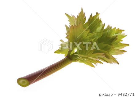 fresh lovage 9482771