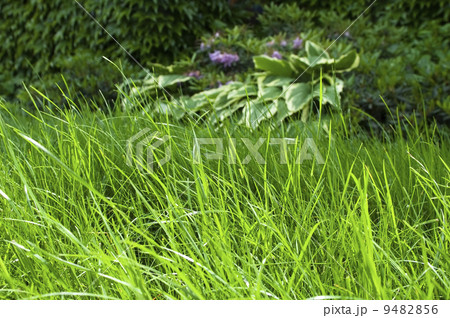 peaceful garden 9482856