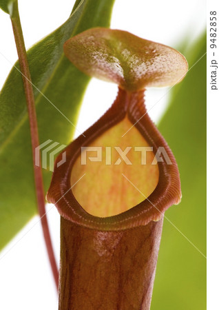 Leaves of carnivorous plant - Nepenthes 9482858