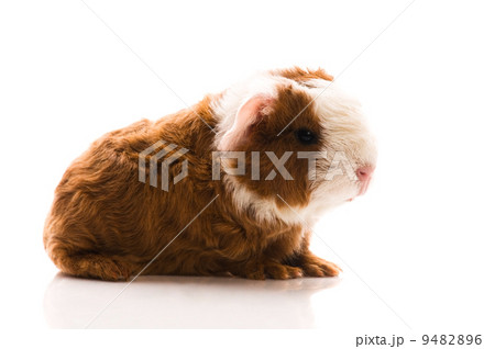 baby guinea pig baby guinea pig 9482896