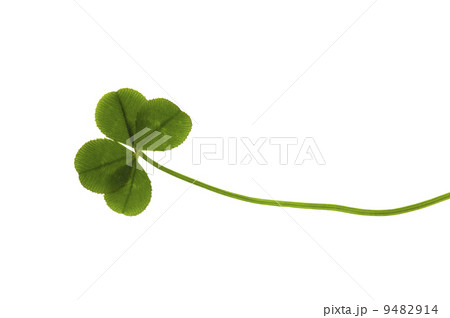 Four Leaf Clover isolated on the white background Four Leaf Clover isolated on the white background 9482914