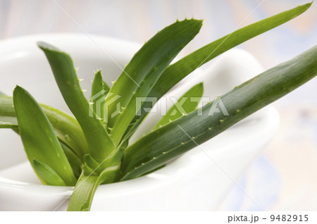 Aloe vera - herbal medicine Aloe vera - herbal medicine 9482915