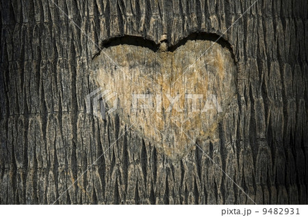 heart carved in tree trunk 9482931