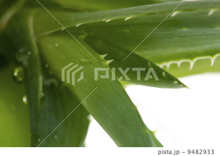 Aloe vera - herbal medicine 9482933