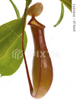 Leaves of carnivorous plant - Nepenthes Leaves of carnivorous plant - Nepenthes 9482951