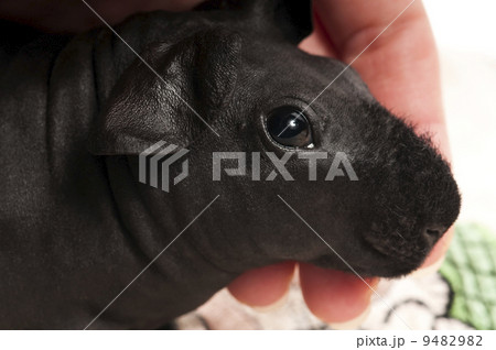 skinny guinea pig skinny guinea pig 9482982