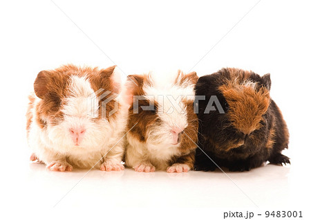 baby guinea pigs baby guinea pigs 9483001