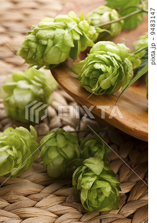 Hop cone and leaves Hop cone and leaves 9483147