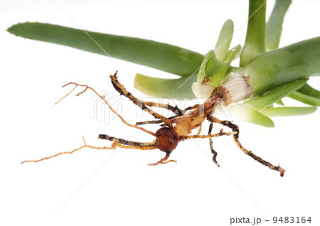 Aloe vera with root system 9483164