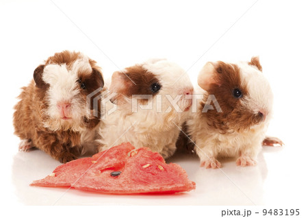 baby guinea pig baby guinea pig 9483195