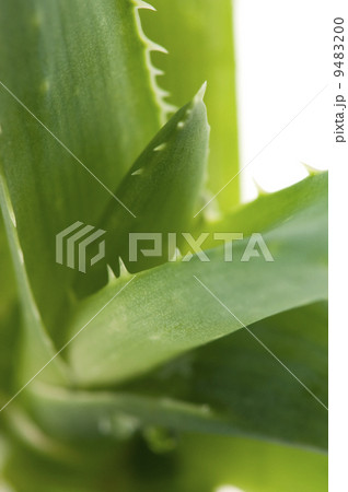 Aloe vera - herbal medicine 9483200