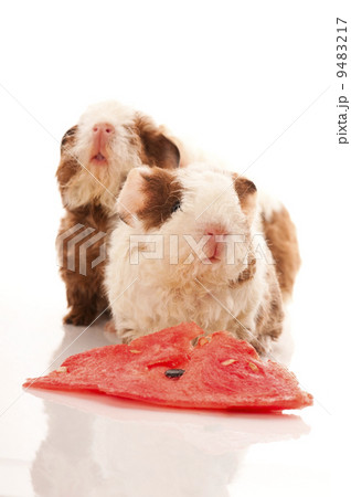 baby guinea pig baby guinea pig 9483217