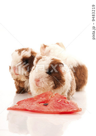 baby guinea pig 9483219