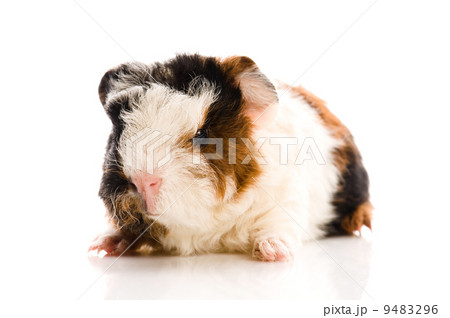 baby guinea pig 9483296