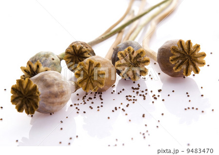Poppy seeds and poppy heads 9483470