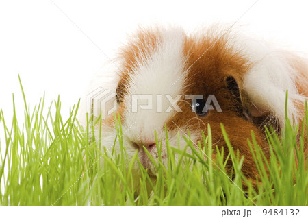 guinea pig isolated on the white background guinea pig isolated on the white background 9484132