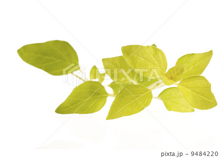 fresh oregano fresh oregano 9484220