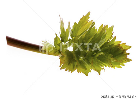 fresh lovage 9484237