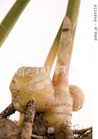 fresh ginger root. plant 9484559