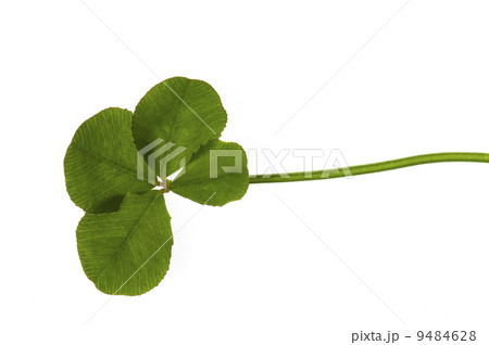 Four Leaf Clover isolated on the white background Four Leaf Clover isolated on the white background 9484628